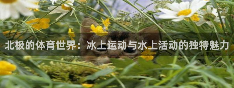 77体育官网